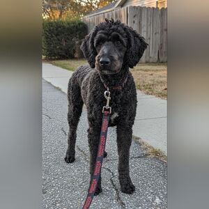Netflix NWT Stranger Things Red/Black 6ft Lead/Leash For Dogs Up To 20lbs